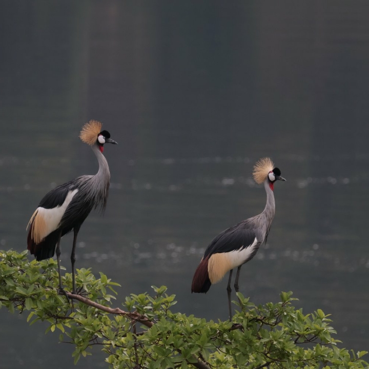 "Uganda's pride.Spotting the crested crane in the wild.